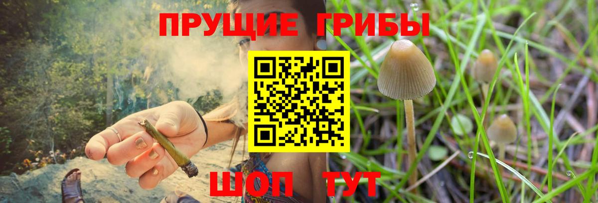 Псилоцибиновые грибы Psilocybe Новоалександровск